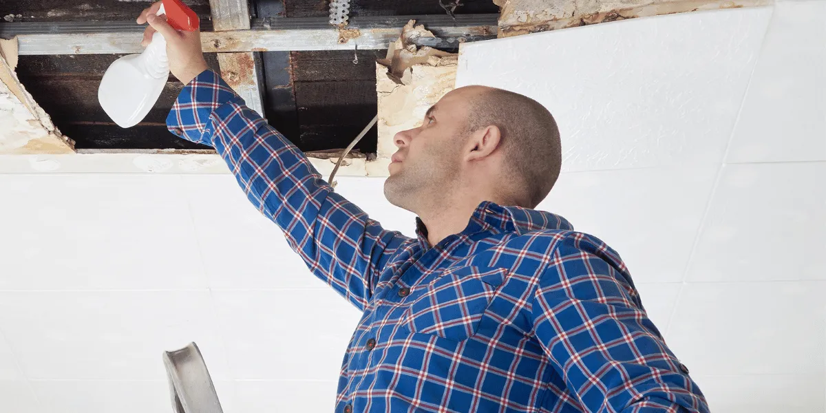 Mould Inspection