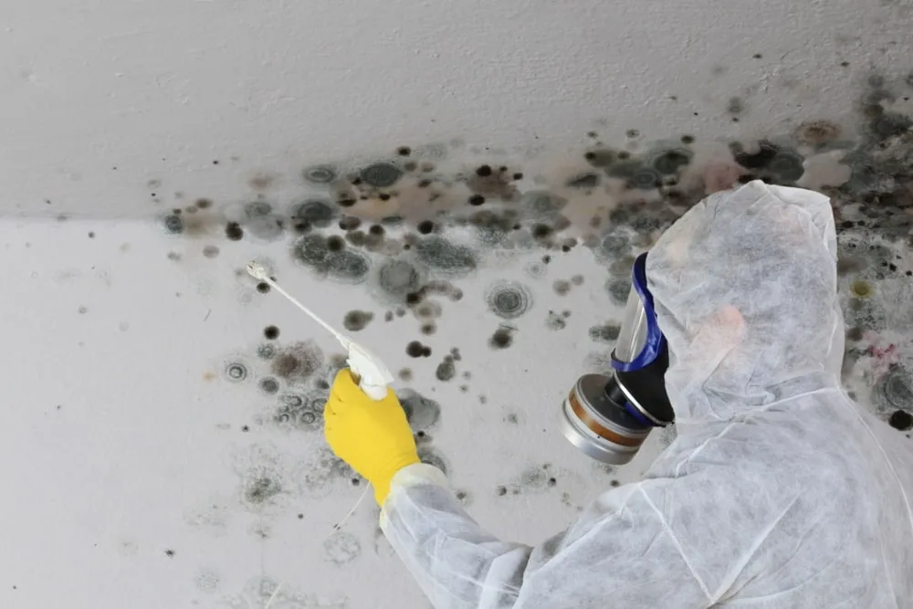 Mould Removal Service